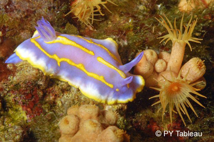 Chromodoris krohnii