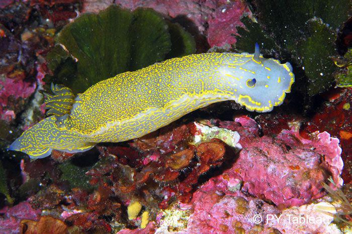 Hypselodoris picta picta ou elegans