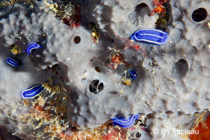 Hypselodoris orsinii